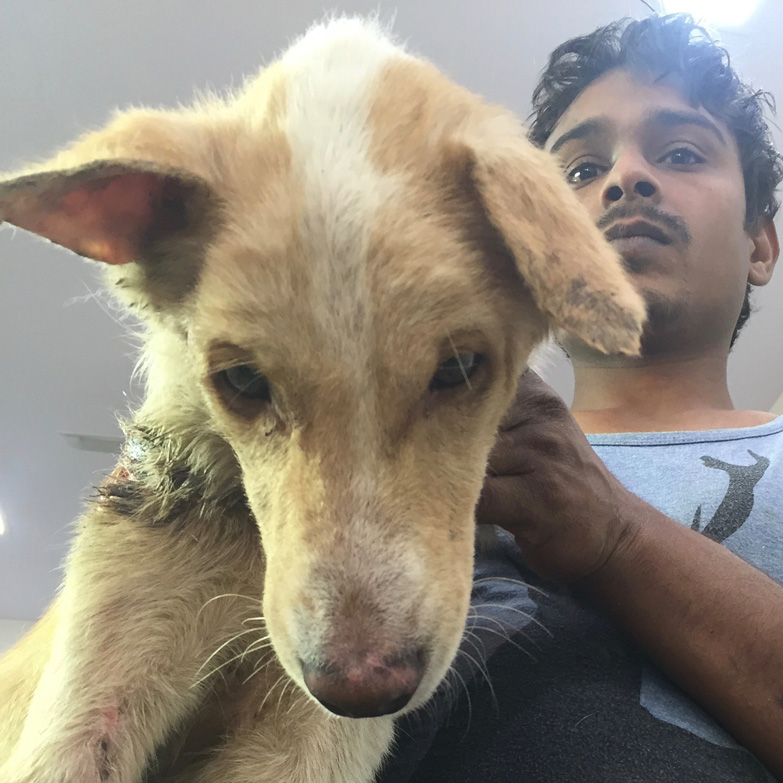 Raja: Indian Street Dog Hero